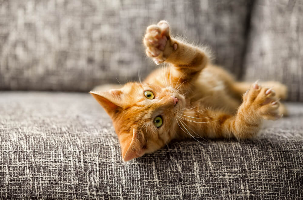 What Home Remedy Will Keep Cats From Scratching Furniture Silence Dope